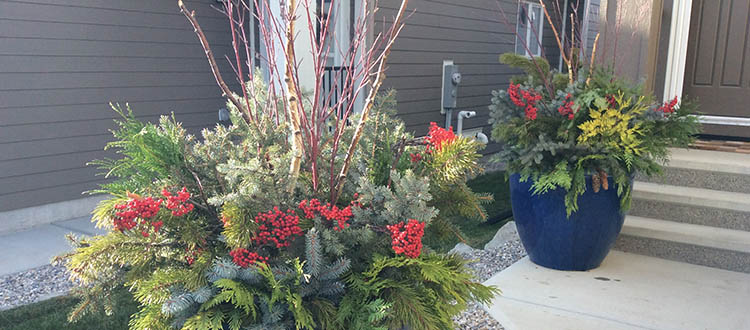 Anything being pruned selectively is fair game for seasonal decorating. Photo by Donna Balzer/For CREB®Now