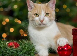 Cat with Christmas decoration