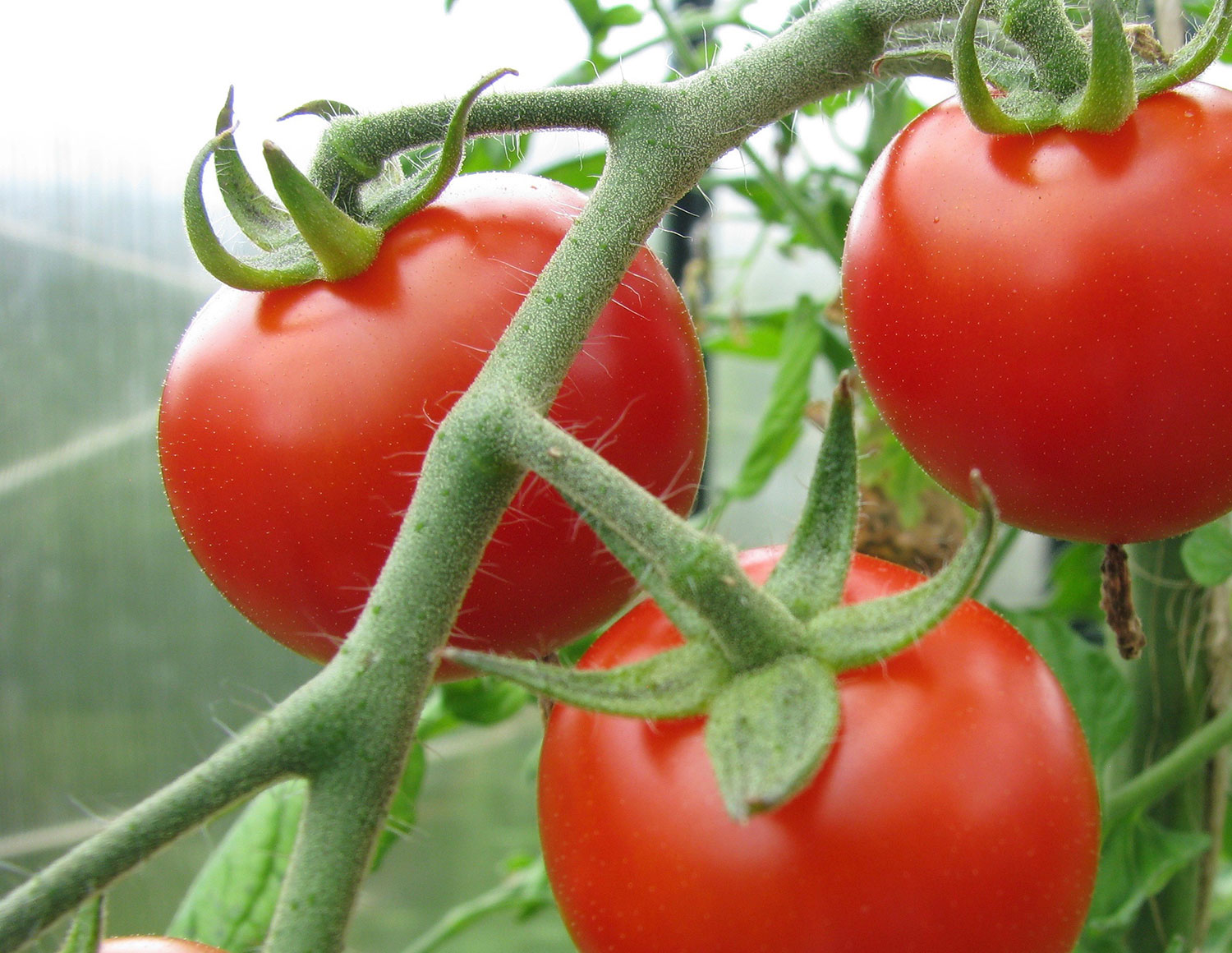 Once picked, tomatoes don't tend to last long, unless you've got the right variety.