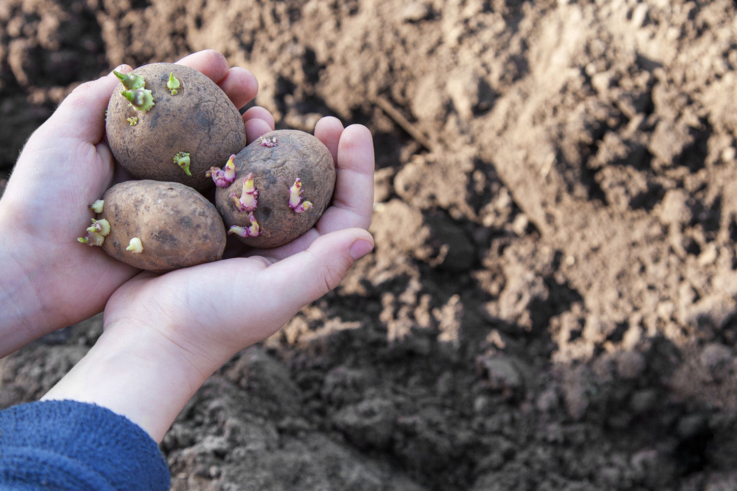 The Environmental Working Group says conventional potatoes have more pesticides by weight than any other fresh food. Getty Images
